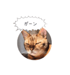 dotarrow bengal（個別スタンプ：21）