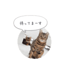 dotarrow bengal（個別スタンプ：22）