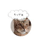 dotarrow bengal（個別スタンプ：23）
