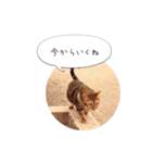 dotarrow bengal（個別スタンプ：24）