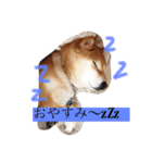 柴犬•ロンくん（個別スタンプ：1）