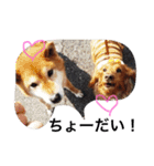 柴犬•ロンくん（個別スタンプ：2）