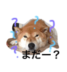 柴犬•ロンくん（個別スタンプ：4）