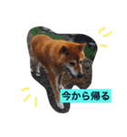 柴犬•ロンくん（個別スタンプ：5）