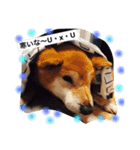 柴犬•ロンくん（個別スタンプ：6）