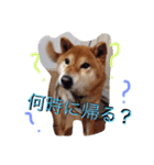 柴犬•ロンくん（個別スタンプ：7）