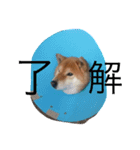 柴犬•ロンくん（個別スタンプ：8）