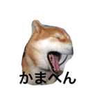柴犬•ロンくん（個別スタンプ：9）