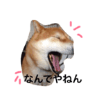 柴犬•ロンくん（個別スタンプ：10）