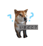 柴犬•ロンくん（個別スタンプ：11）