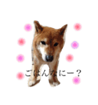 柴犬•ロンくん（個別スタンプ：12）