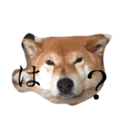 柴犬•ロンくん（個別スタンプ：13）
