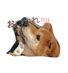 柴犬•ロンくん（個別スタンプ：14）