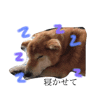 柴犬•ロンくん（個別スタンプ：15）