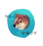 柴犬•ロンくん（個別スタンプ：16）