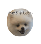 ポメラニアンのふうちゃん  1（個別スタンプ：2）