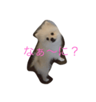 ポメラニアンのふうちゃん  1（個別スタンプ：3）