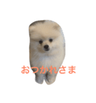 ポメラニアンのふうちゃん  1（個別スタンプ：4）