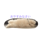 ポメラニアンのふうちゃん  1（個別スタンプ：5）