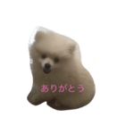 ポメラニアンのふうちゃん  1（個別スタンプ：8）