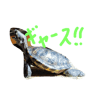 Wada家の亀（個別スタンプ：4）