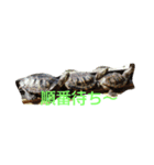Wada家の亀（個別スタンプ：5）
