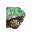 Wada家の亀（個別スタンプ：6）
