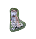 Siba dog's New year greeting.（個別スタンプ：1）