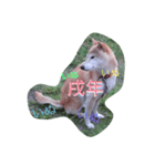 Siba dog's New year greeting.（個別スタンプ：3）
