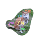 Siba dog's New year greeting.（個別スタンプ：4）