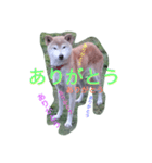 Siba dog's New year greeting.（個別スタンプ：8）