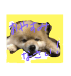 ronkun（個別スタンプ：1）