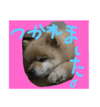 ronkun（個別スタンプ：3）