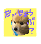 ronkun（個別スタンプ：5）