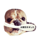 フレンチブルドックたると（個別スタンプ：1）