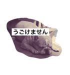 フレンチブルドックたると（個別スタンプ：5）