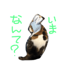 shuteneko shishutars2（個別スタンプ：1）