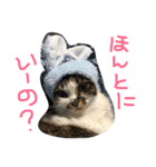 shuteneko shishutars2（個別スタンプ：2）