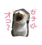 shuteneko shishutars2（個別スタンプ：5）