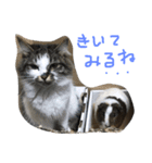 shuteneko shishutars2（個別スタンプ：6）