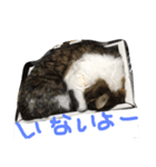 shuteneko shishutars2（個別スタンプ：8）