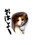 とらにゃん猫スタンプ（個別スタンプ：5）