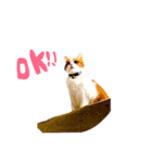 とらにゃん猫スタンプ（個別スタンプ：10）