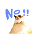 とらにゃん猫スタンプ（個別スタンプ：11）