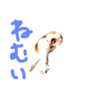 とらにゃん猫スタンプ（個別スタンプ：14）