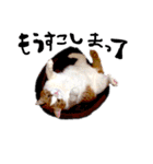 とらにゃん猫スタンプ（個別スタンプ：15）