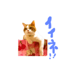 とらにゃん猫スタンプ（個別スタンプ：16）