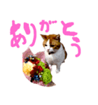 とらにゃん猫スタンプ（個別スタンプ：17）