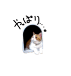 とらにゃん猫スタンプ（個別スタンプ：19）