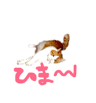 とらにゃん猫スタンプ（個別スタンプ：21）